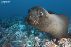 diving with seals is always great!!! by Gaetano Gargiulo 